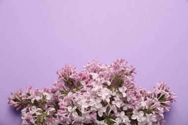 Renkli arka planda güzel leylak çiçekleri, düz yatış. Metin için boşluk
