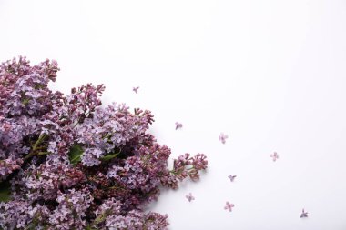 Beyaz arka planda güzel leylak çiçekleri, düz uzanmış. Metin için boşluk