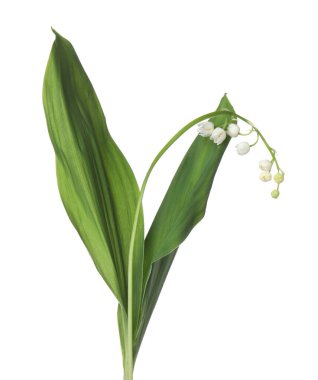 Vadinin güzel kokulu çiçekleri beyazlar üzerinde izole edilmiş.