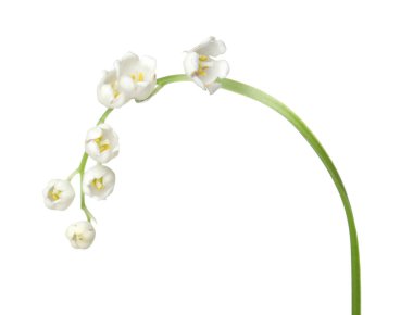 Vadinin güzel kokulu çiçekleri beyazlar üzerinde izole edilmiş.