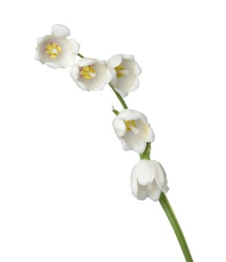 Vadinin güzel kokulu çiçekleri beyazlar üzerinde izole edilmiş.