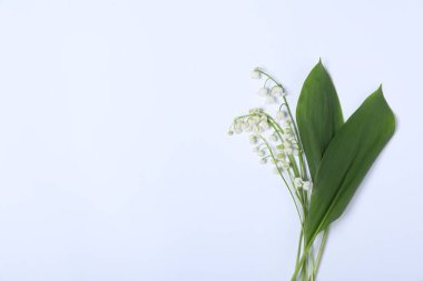 Vadideki güzel zambak çiçekleri ve beyaz arka planda yapraklar, üst manzara. Metin için boşluk