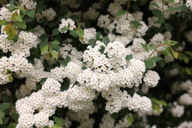 Beyaz çiçekli güzel spiraea çalısı, yakın plan.