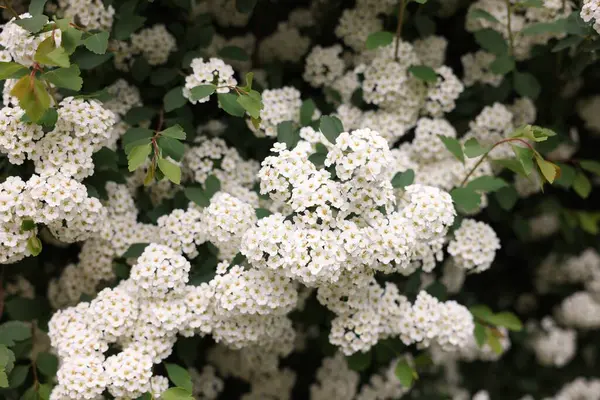 Beyaz çiçekli güzel spiraea çalısı, yakın plan.