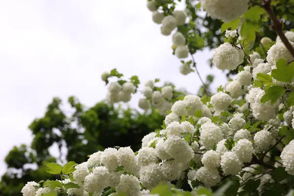 Açık havada büyüyen beyaz çiçekli güzel Viburnum plicatum bitkisi, metin için yer