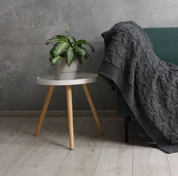 Kanepede yün ekose ve evde bitki.