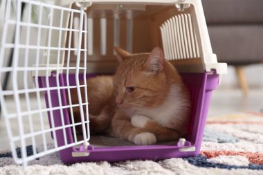 Evdeki evcil hayvan taşıyıcısında şirin bir kedi, yakın plan.