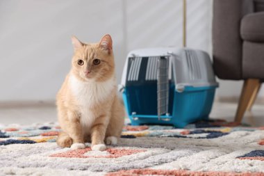 Şirin kedi ve hayvan taşıyıcısı evde, seçici bir odak noktası.