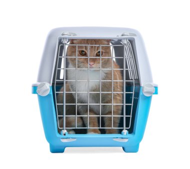 Kapalı evcil hayvan taşıyıcısındaki şirin kedi beyazda izole edilmiş.