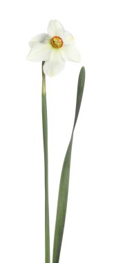 Bir güzel renkli nergis beyaz üzerine izole edilmiş.