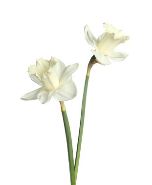 İki güzel renkli nergis beyaza izole edilmiş.