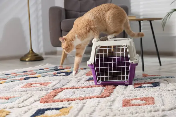 Şirin kedi ve hayvan taşıyıcısı evde yerde.