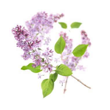 Kokulu çiçekli leylak dallar ve beyaz arka planda uçuşan yapraklar.