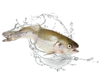 Suda boğaz kesen alabalıklar beyaz arka plana sıçrar