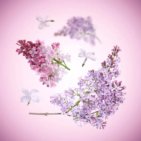 Menekşe gradyan üzerinde uçan mis kokulu çiçeklere sahip leylak dalları