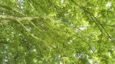 Yeşil yapraklı güzel ağaç, kamera sağa doğru hareket ediyor.
