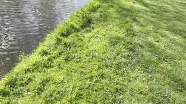 Kanalda demirli tekneler ve yeşil çimenler var. Kamera hareket ediyor.