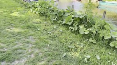 Kanalda demirli tekneler ve yeşil çimenler var. Kamera hareket ediyor.