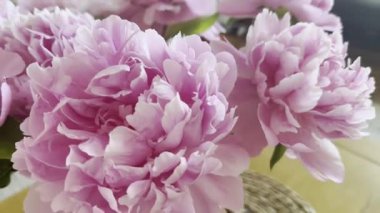 Evdeki vazoda güzel pembe şakayıklar, kamera hareket ediyor.