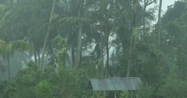 Şiddetli yağmurda farklı yeşil ağaçlar ve bitkiler