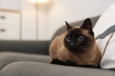 Evdeki kanepede dinlenen sevimli Tayland kedisi, mesaj için yer.