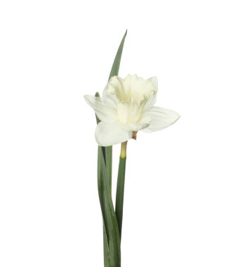 Bir güzel renkli nergis beyaz üzerine izole edilmiş.