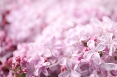 Arka plan olarak birçok güzel leylak çiçeği, yakın plan