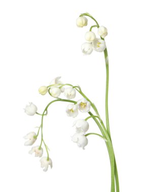 Vadinin güzel kokulu çiçekleri beyazlar üzerinde izole edilmiş.