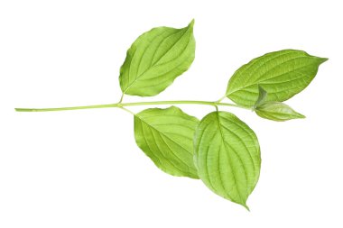 Yeşil yapraklı bir dal beyaz üzerine izole edilmiş