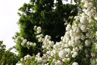 Açık havada büyüyen beyaz çiçekli güzel Viburnum plicatum bitkisi.