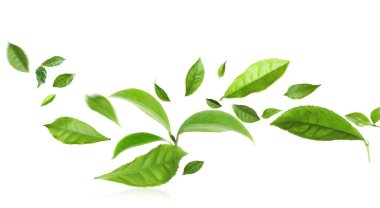 Beyaz arka planda yeşil çay yaprakları