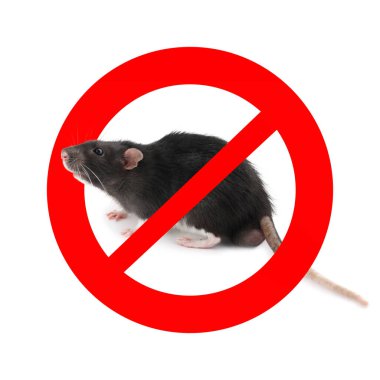 Beyaz arka planda kırmızı yasak işareti olan küçük sıçan. Haşere kontrolü