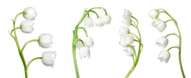 Vadinin güzel zambakları beyazlar üzerinde soyutlanmış,