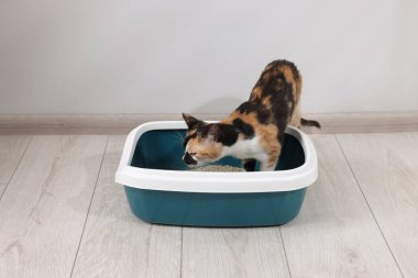 İçerideki çöp tepsisinde şirin bir kedi.