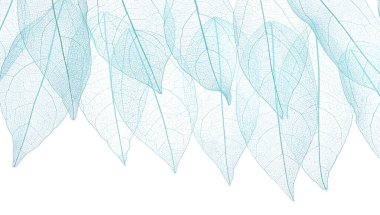 Güzel iskeletleşmiş yapraklar beyaz, üst manzara