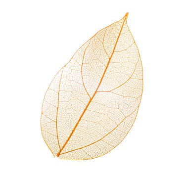 Güzel iskeletleşmiş yaprak beyaza izole edilmiş, üst manzara