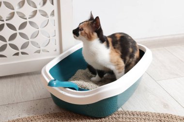 İçerideki çöp kutusunda oturan sevimli kedi.