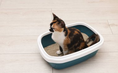 İçerideki çöp kutusunda oturan sevimli kedi.