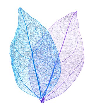 Güzel iskeletleşmiş yapraklar beyaz, üst manzara