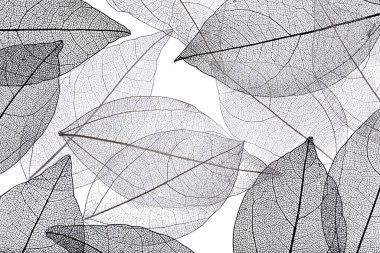 Beyaz arka planda güzel iskeletleşmiş yapraklar, düz uzanmış.