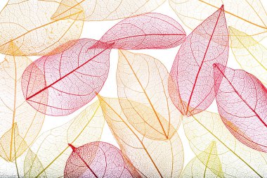 Beyaz arka planda güzel iskeletleşmiş yapraklar, düz uzanmış.