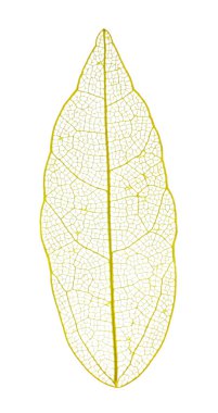 Güzel iskeletleşmiş yaprak beyaza izole edilmiş, üst manzara