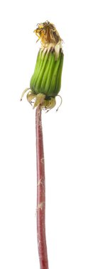 Kapalı tomurcuklu bir karahindiba çiçeği beyazda izole edilmiş