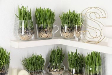 Şeffaf çömleklerdeki buğday çimeni ve ışık duvarının yanındaki raflarda dekor.