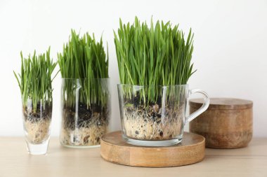 Şeffaf kaplarda buğday çimi ve ışık duvarının yanındaki masada dekor.