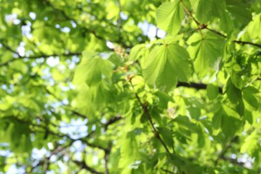 Güzel ağaç tacının bulanık görüntüsü, yakın plan.