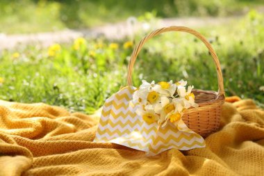 Nergis çiçekli hasır sepet ve yeşil çimlerin üzerinde battaniye. Metin için boşluk