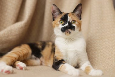 Evde battaniyenin üzerinde şirin bir yavru kedi var.