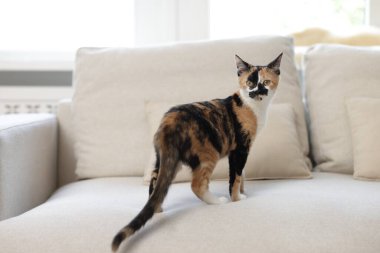 Evdeki kanepede tatlı bir yavru kedi.