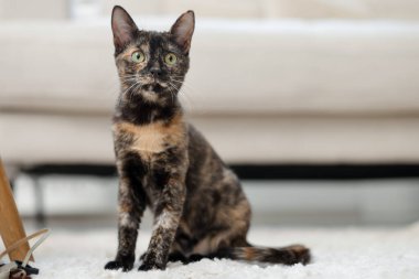 Evde yerde tatlı bir kedi yavrusu var.